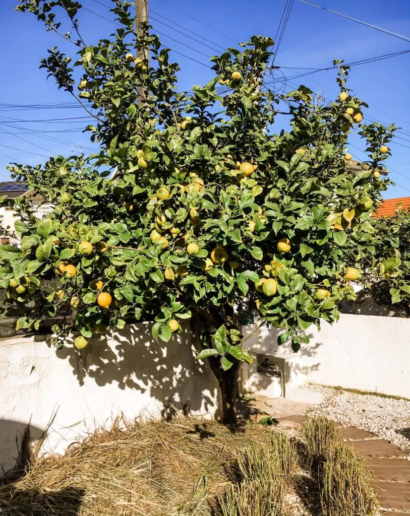 lemon tree in my backyard